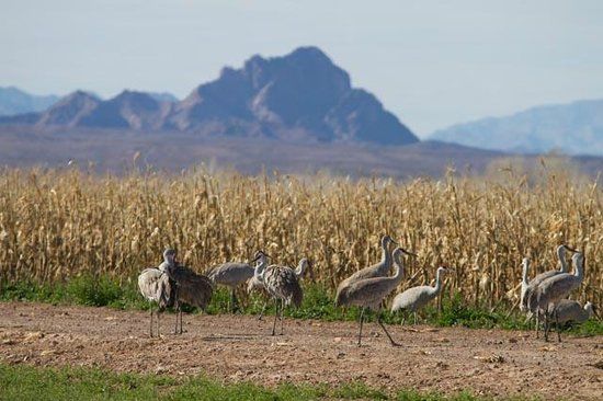 Cibola National Wildlife Refuge